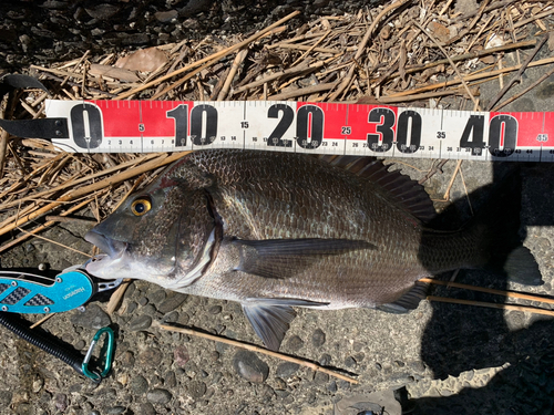 チヌの釣果