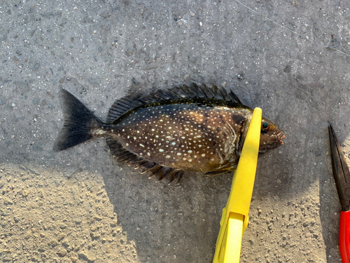 アイゴの釣果