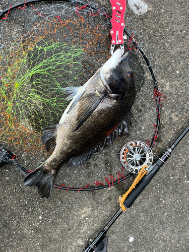 チヌの釣果