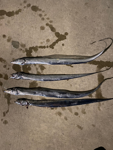 タチウオの釣果