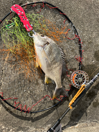 キビレの釣果