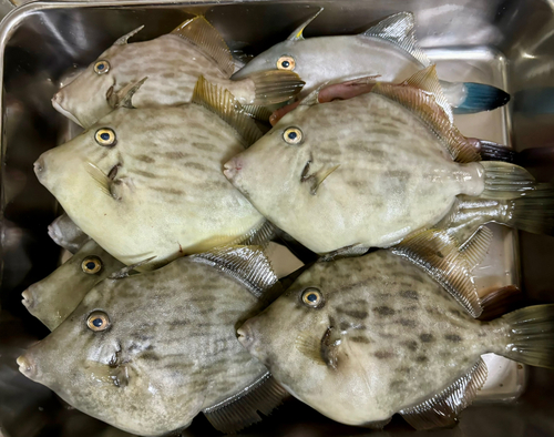 カワハギの釣果