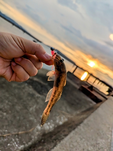 釣果