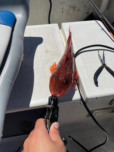 ホウボウの釣果