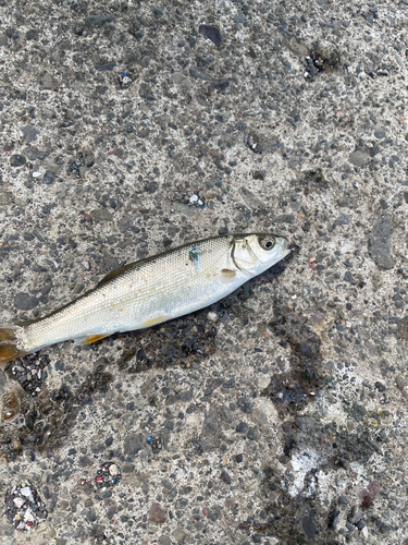 ウグイの釣果