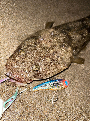 マゴチの釣果