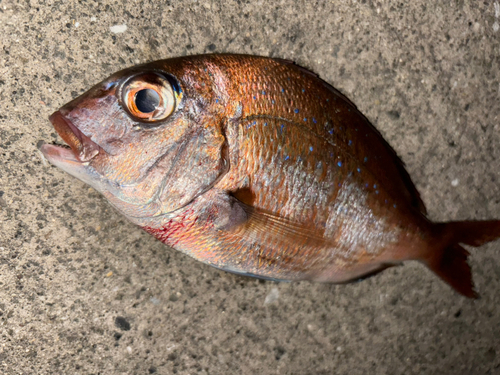 タイの釣果