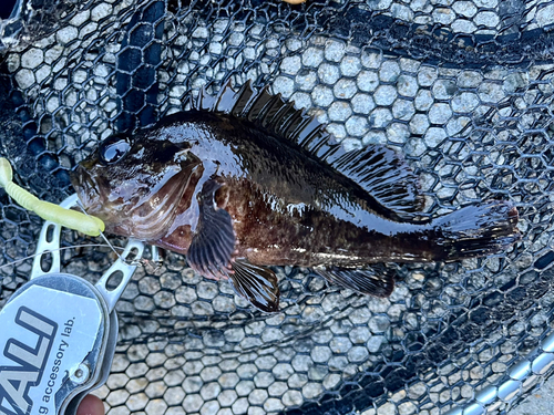 ムラソイの釣果