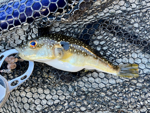 フグの釣果