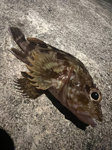 ガシラの釣果