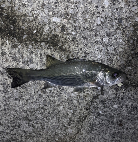 セイゴ（マルスズキ）の釣果