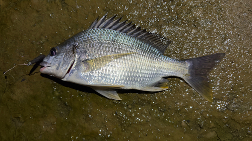 キビレの釣果