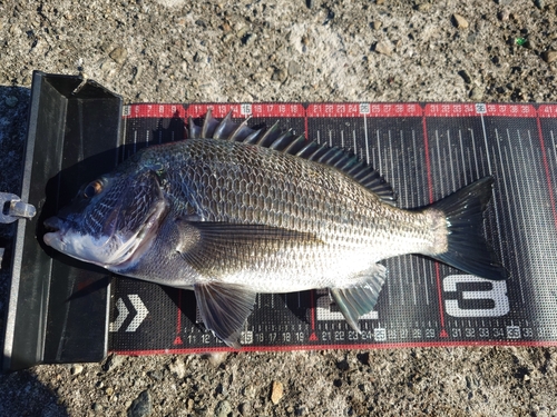 クロダイの釣果