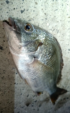 キビレの釣果