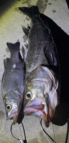 シーバスの釣果