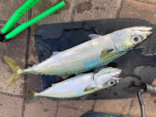 サバの釣果