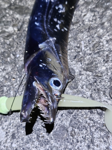 タチウオの釣果