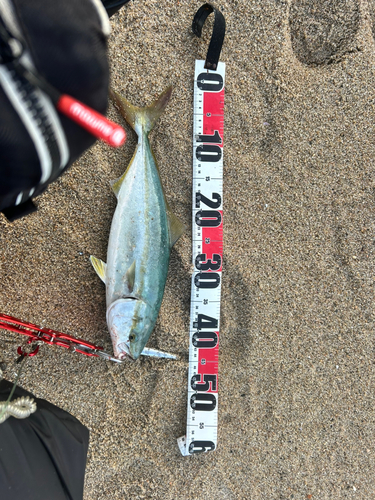 ハマチの釣果