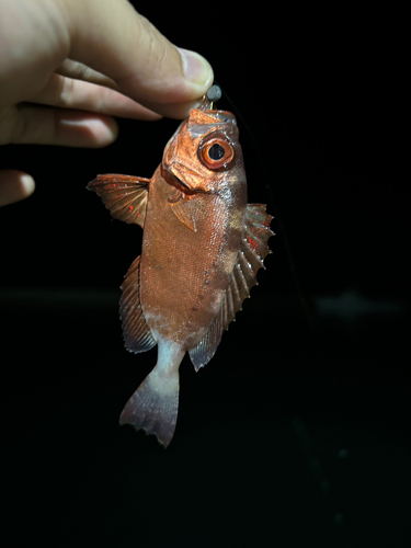 キントキダイの釣果