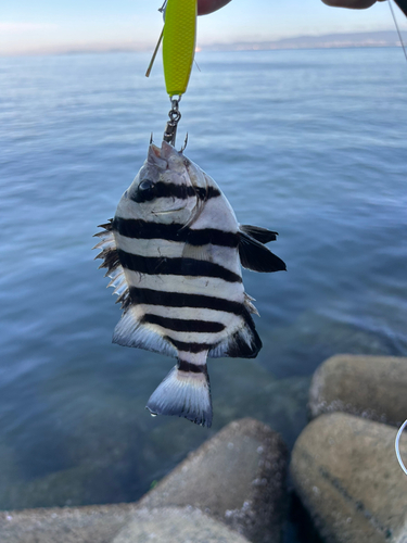 サンバソウの釣果