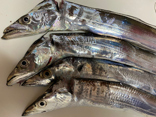 タチウオの釣果