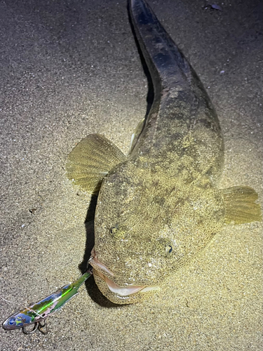 マゴチの釣果