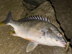 キビレの釣果