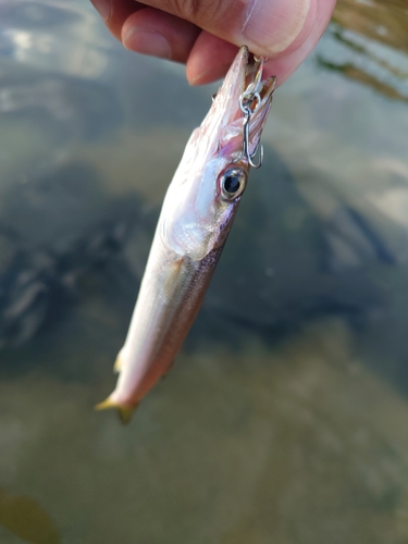 カマスの釣果