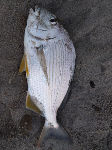 ヘダイの釣果