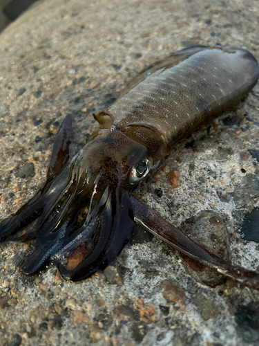 アオリイカの釣果