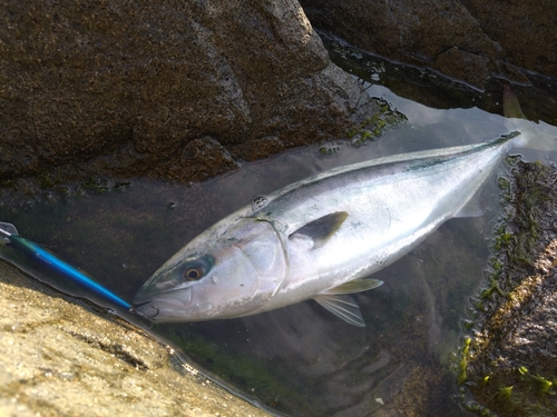 イナダの釣果