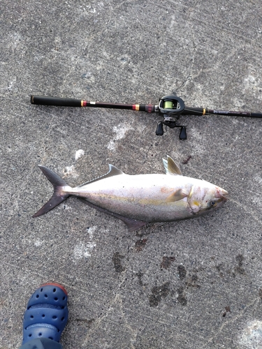 カンパチの釣果