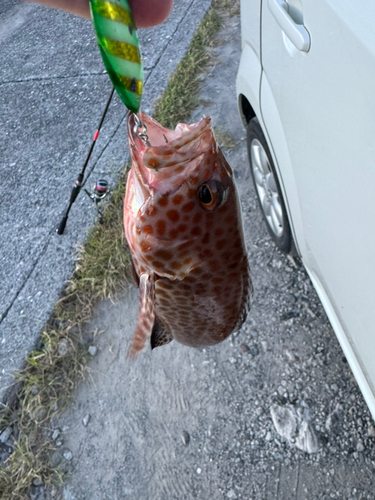 オオモンハタの釣果