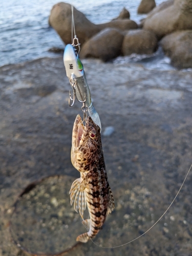 エソの釣果