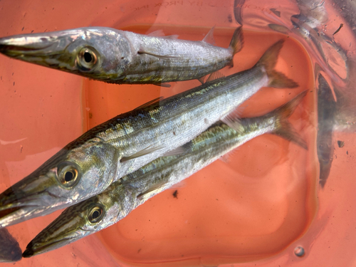 カマスの釣果