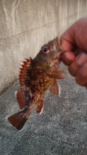 カサゴの釣果