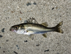 セイゴ（マルスズキ）の釣果