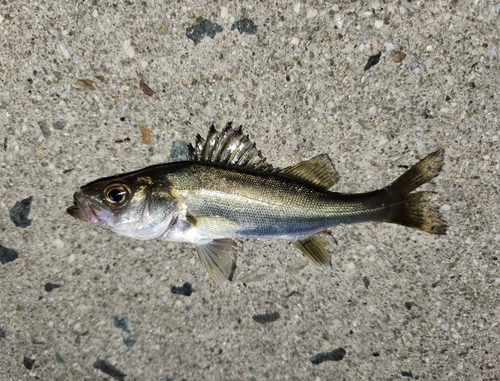 セイゴ（マルスズキ）の釣果