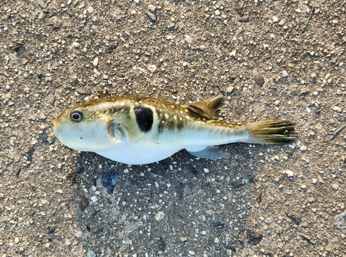 トラフグの釣果