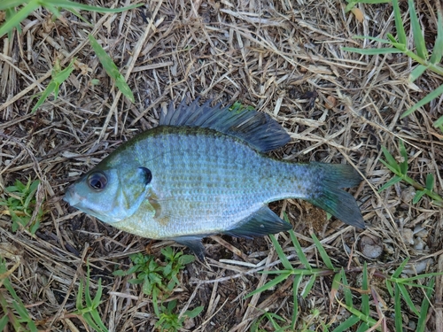 ブルーギルの釣果