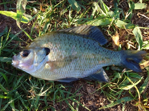 ブルーギルの釣果