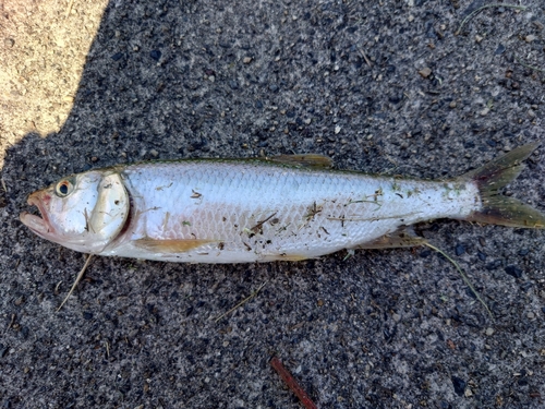 ハスの釣果