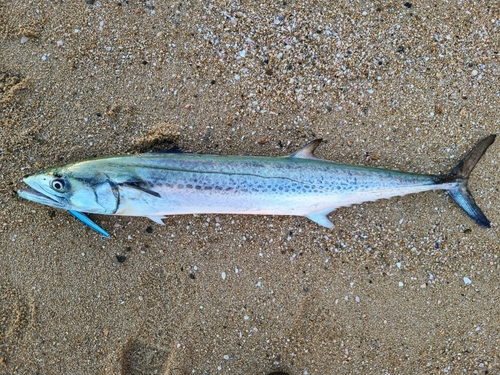 サワラの釣果