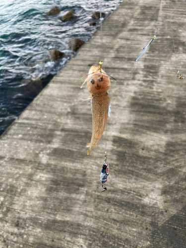 エソの釣果