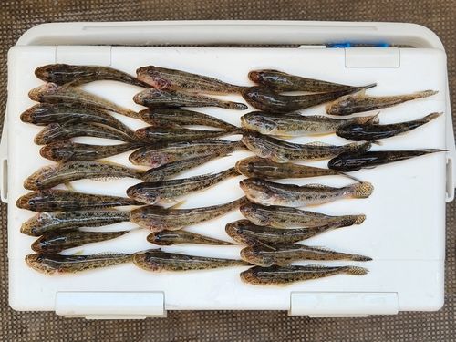 マハゼの釣果