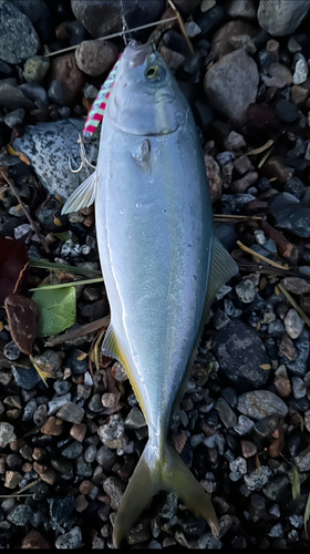 ツバスの釣果