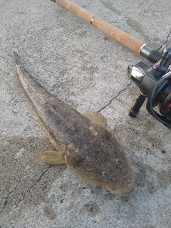 マゴチの釣果