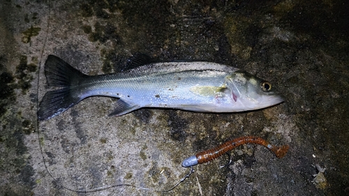 スズキの釣果