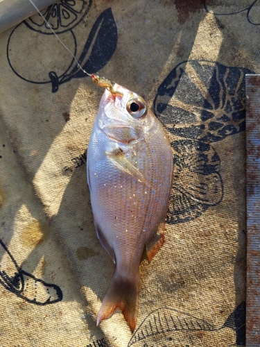 タイの釣果