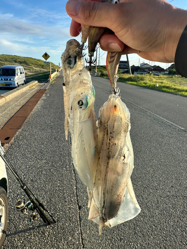 イカの釣果